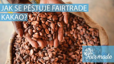 Jak-se-pěstuje-Fairtrade-kakao_fairmade.jpg