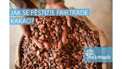 Jak se pěstuje Fairtrade kakao?